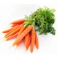 Семена моркови