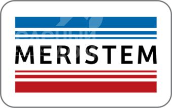 Meristem
