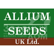 ALLIUM SEEDS