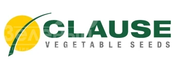 Clause