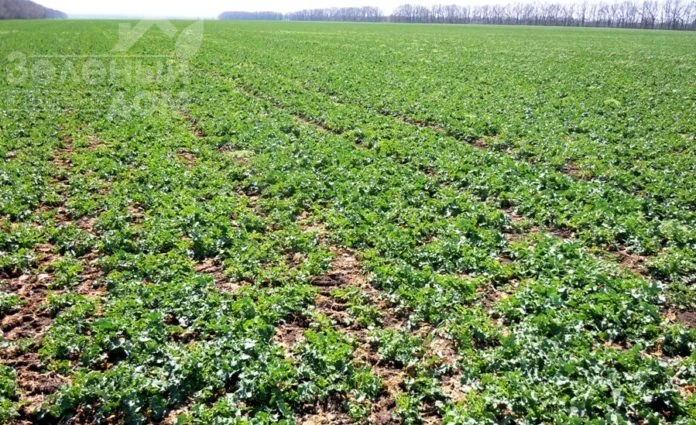 Темпы сева озимого рапса в Украине на 24% опережают прошлогодние