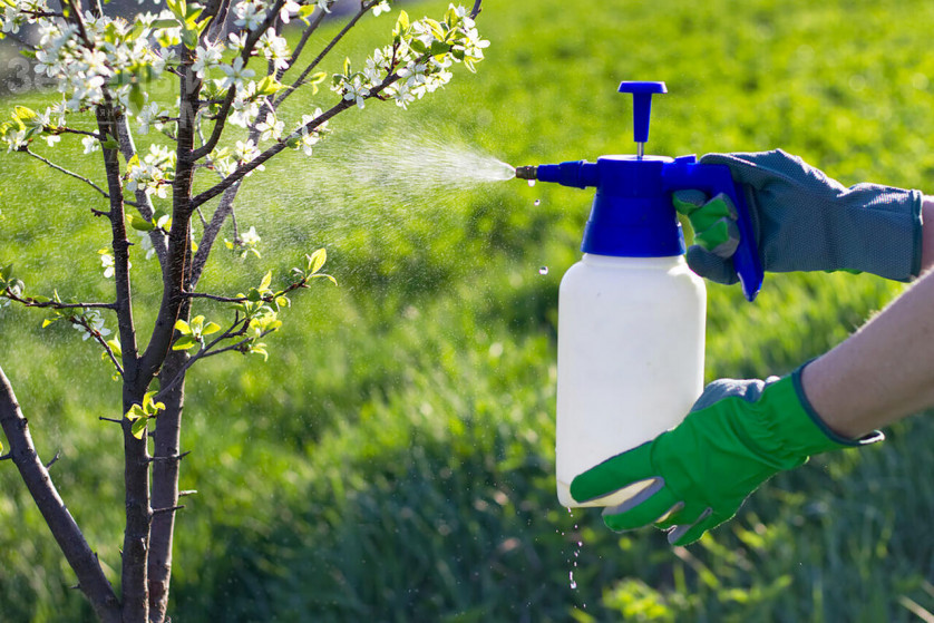 Бордоська рідина. Особливості приготування та застосування