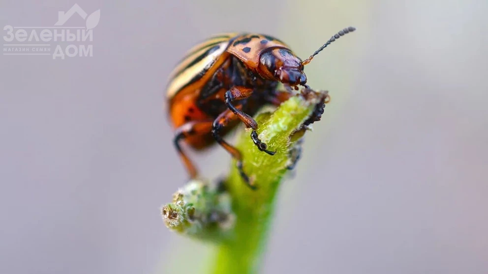 Блискавична дія проти шкідників від команії Syngenta
