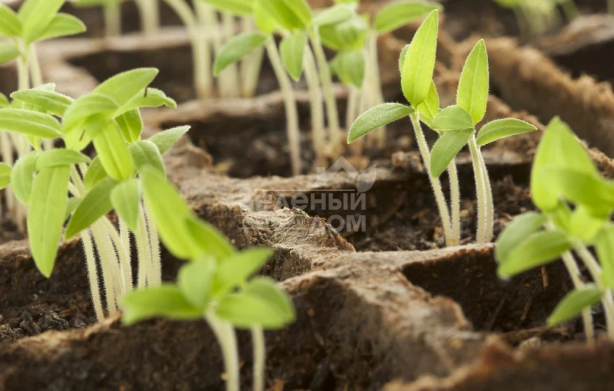 Способы посева овощных и бахчевых культур, норма высева, масса 1000 семян