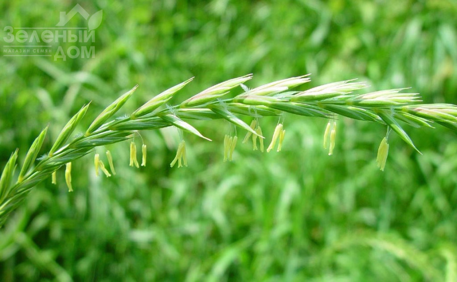 Як вивести пирій з городу?