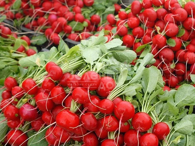 Рекомендації для вирощування гібридів  редису