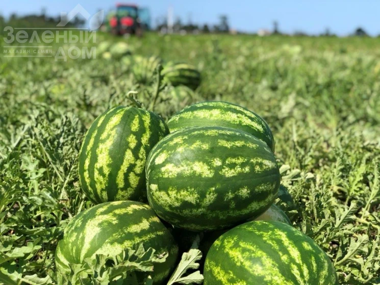 ТЕХНОЛОГІЯ ВИРОЩУВАННЯ КАВУНА від Syngenta