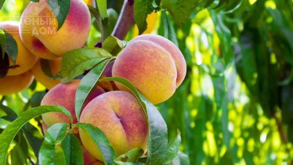 Кучерявість персика: чому важливо дотримуватися схеми обробки